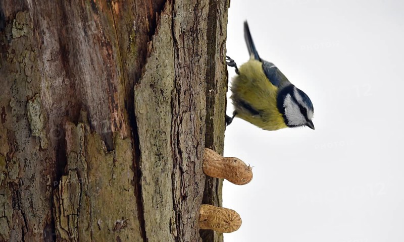 Blue tit, (Cyanistes caeruleus) picks up a whole peanut in winter, Schleswig-Holstein, Germany
