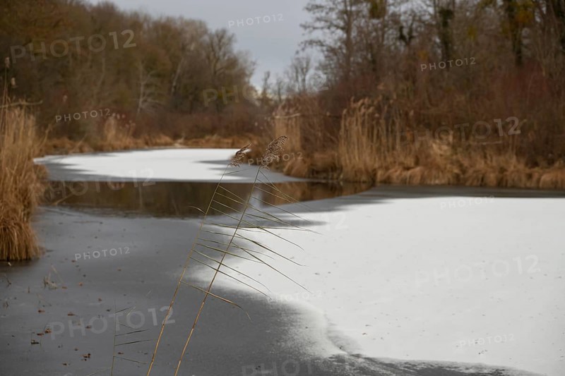 Winter atmosphere, riparian forest, ice, snow, Lower Austria