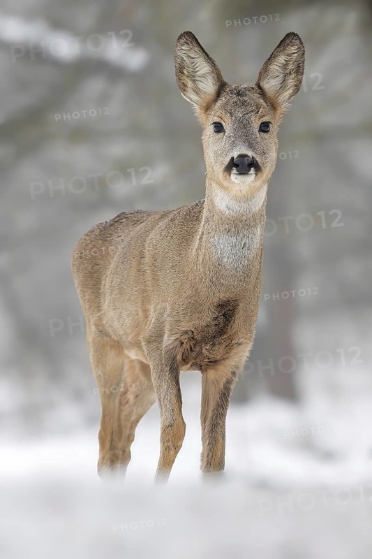 Roe deer (Capreolus capreolus) winter coat, foraging, portrait, snow and frost, leap, narrow deer, fawn, winter time, leaf hunting, hunting, hunter, buck, roebuck, Kiskunsag National Park, Hungary
