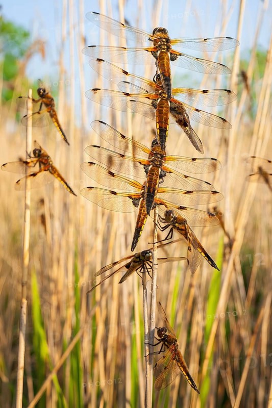 Four-spotted damselfly (Libellula quadrimaculata), Four-spotted chaser, Summer, Sailing dragonfly, Mass hatching, Natural spectacle, Shallow water, Lakes and rivers, Biosphere reserve, nature park park, Middle Elbe, River landscape Middle Elbe, Elbe, Saxony-Anhalt, Germany