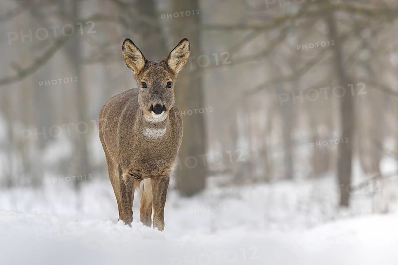 Roe deer (Capreolus capreolus) winter coat, foraging, portrait, snow and frost, leap, narrow deer, fawn, winter time, leaf hunting, hunting, hunter, buck, roebuck, Kiskunsag National Park, Hungary
