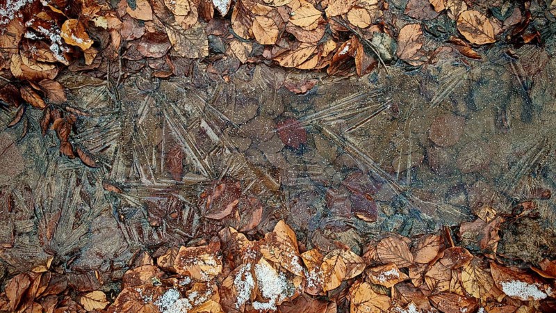 Frozen leaves and ice form a layer-like pattern, Frankenwald