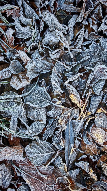 Cold frost covers deciduous leaves in late autumn, Frankenwald nature park Park