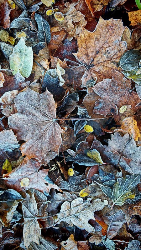 Colourful, frozen leaves create a wintery pattern, Franconian Forest nature park Park