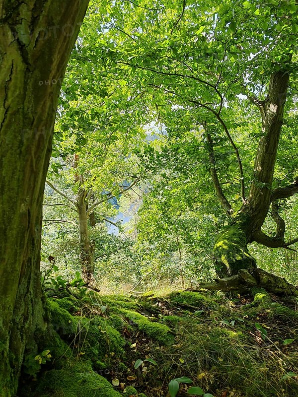 Lush greenery of the forest with light-flooded leaves and mossy soil, Thuringian Forest