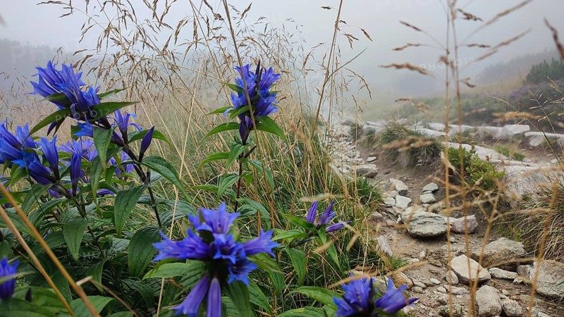 Blue flowers stand out in a misty mountain landscape, Gentiana asclepiadea, High Tatras, poland