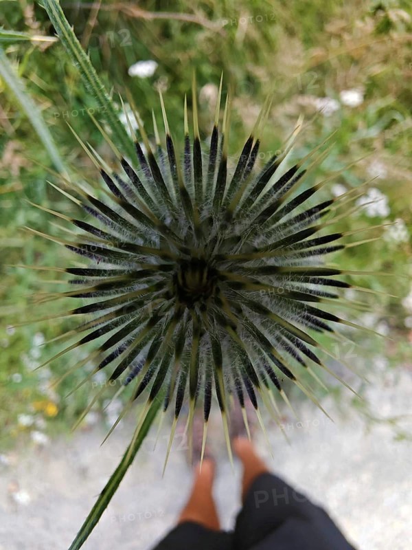 Close-up of a burdock (arctium) from a bird's eye view with sharp spines, Thuringian Forest