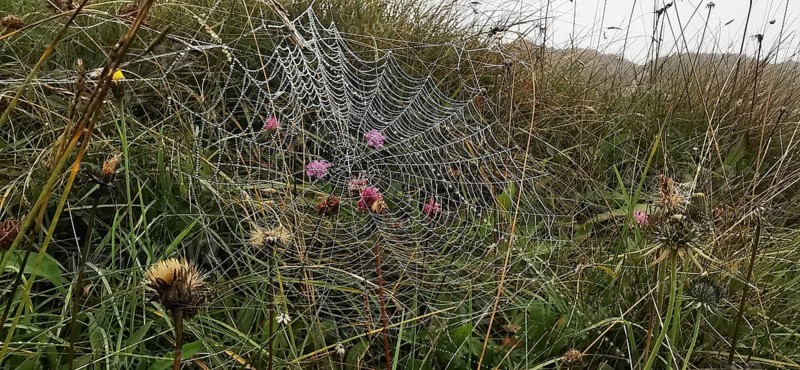 A spider web with dew drops stretches across a meadow with flowers, High Tatras, Poland
