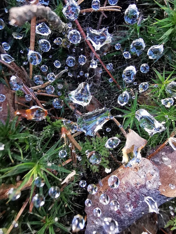 Dew drops on spider webs and plants, in a detailed and humid environment