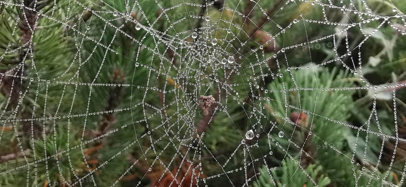Filigree spider web with dew drops on plants in a humid environment, High Tatras, Poland