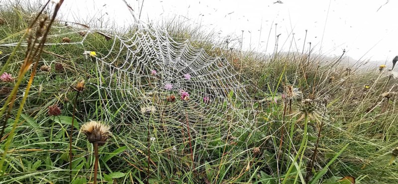 A spider web covered with dew stretches across a foggy meadow, High Tatras, Poland