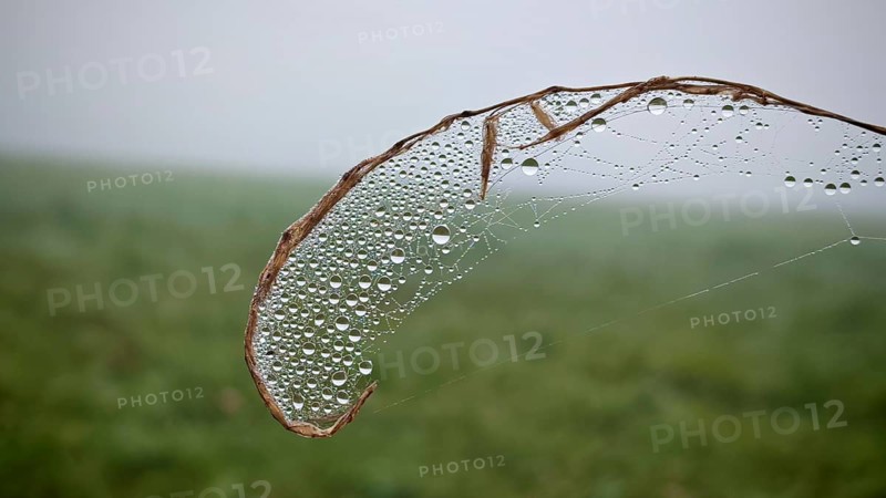 Fine dew drops on a spider web in foggy surroundings, Thuringian Forest