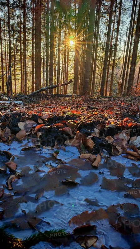 Rays of light penetrate snow-covered forest, illuminate leaves on the ground, personify winter peace, Frankenwald nature park Park