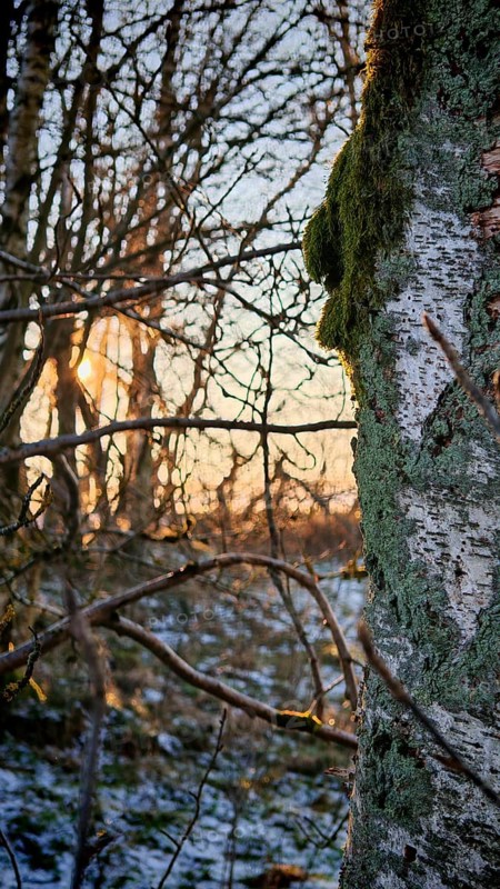Moss-covered birch (Betula) in the light of the winter sun, Franconian Forest