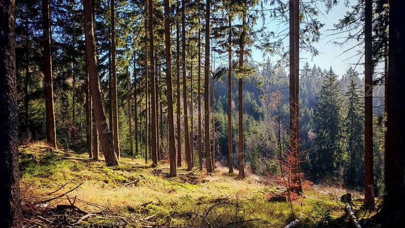 Sunlight floods a high, quiet forest with green foliage, Fichtelgebirge, Franconian Forest