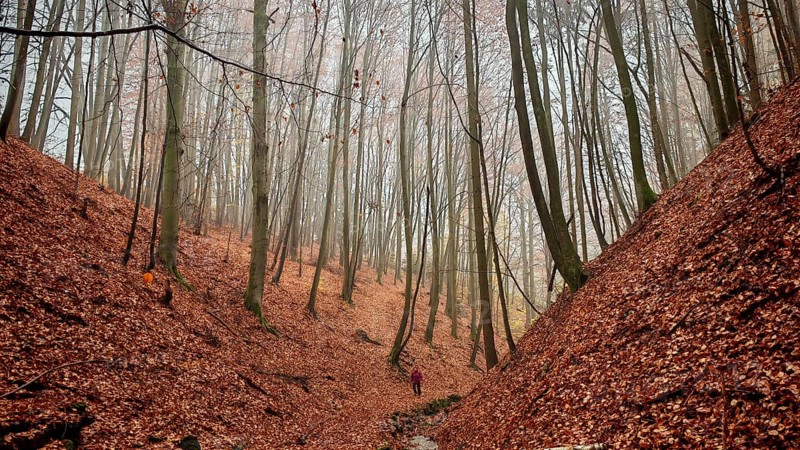 Person walking a wooded path with fallen leaves through a quiet autumn forest, dramatic perspective, Thuringian Forest