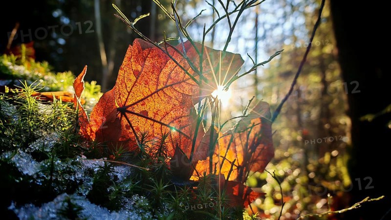 Sunbeams shine through autumn leaves in the forest, Rennsteig, Frankenwald nature park Park