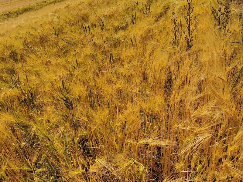 Large field with ripe grains in golden tones, Franconian Forest nature park Park