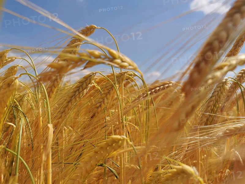 Golden cornfield under blue sky in summer, Franconian Forest
