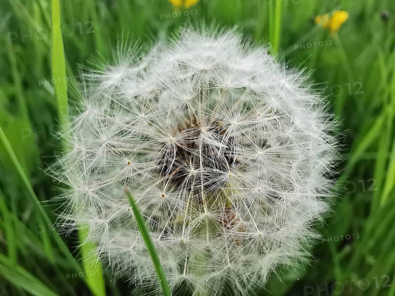 A dandelion (taraxacum officinale) in the seed stage, loose in the wind in front of a green field, Franconian Forest nature park Park, Germany