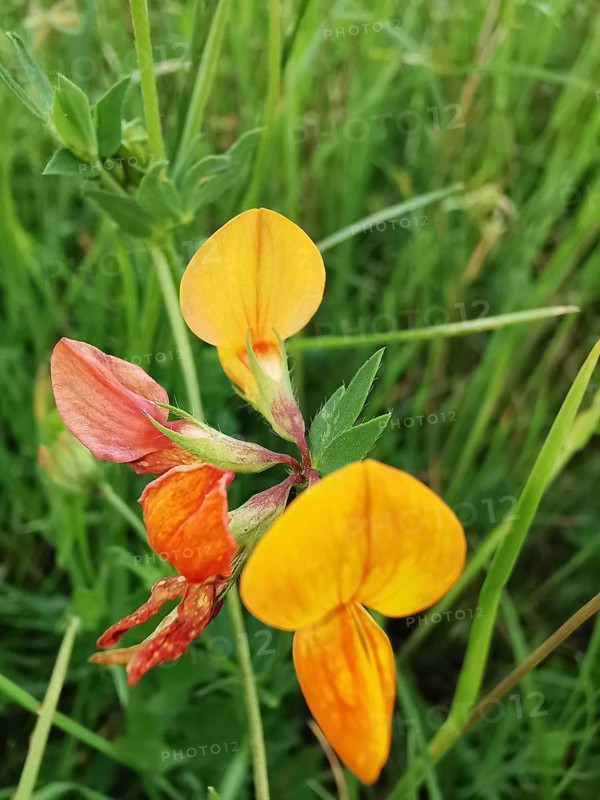 Yellow flowers on a green meadow in a natural environment, Bird's-foot Trefoil (lotus corniculatus), Franconian Forest nature park Park
