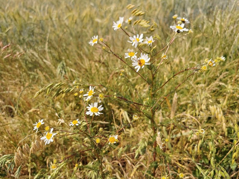Several small daisies (bellis perennis) in a meadow landscape, Franconian Forest nature park Park, Germany