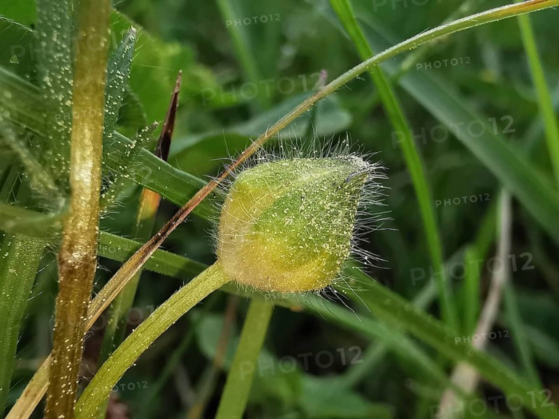 A fluffy bud on a green field, surrounded by grass, witchweed (Circaea lutetiana), Franconian Forest, Germany