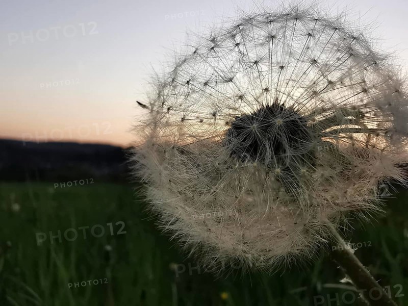 A dandelion (taraxacum officinale) in front of an evening sky in pastel colours on the horizon, Franconian Forest, Germany