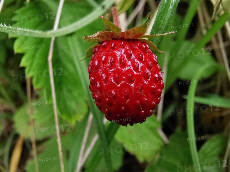 Wild red strawberry (fragaria vesca) surrounded by grass in a natural environment, Franconian Forest nature park Park