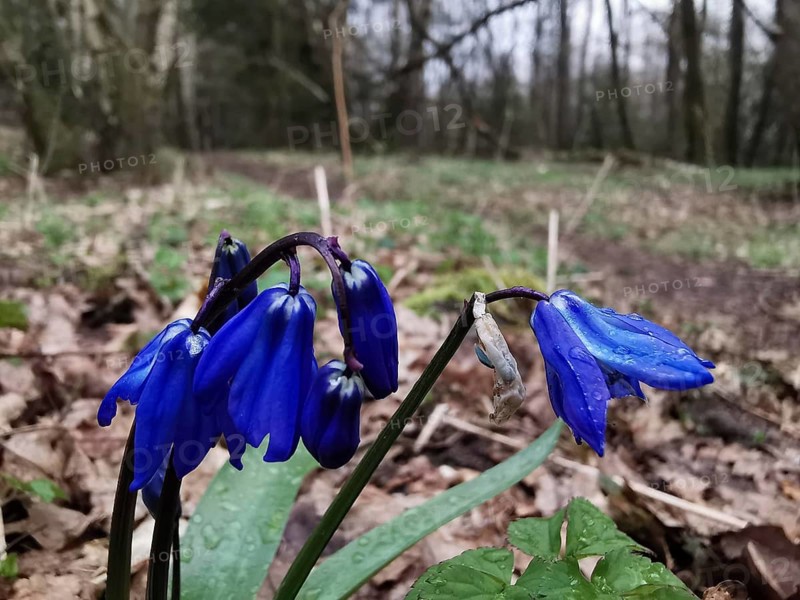 Blue flowers in humid, wooded area with raindrops, Siberian blue stars (Scilla siberica), Thuringian Forest, Germany