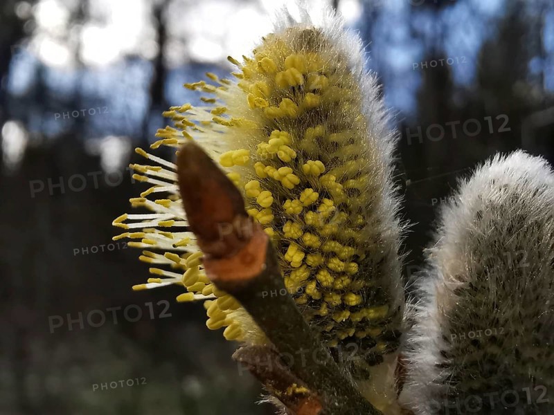 Willow catkins (salix caprea) with yellow inflorescences in front of a wooded background, Thuringian Forest