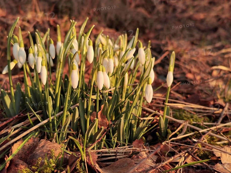 Snowdrops (Galanthus) in a meadow in spring, surrounded by green grass and brown soil, Franconian Forest nature park Park, Germany