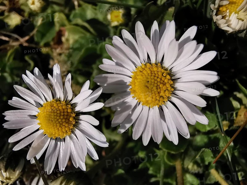 Close-up of two daisies (bellis perennis), bright white petals with yellow centre, Franconian Forest nature park Park, Germany