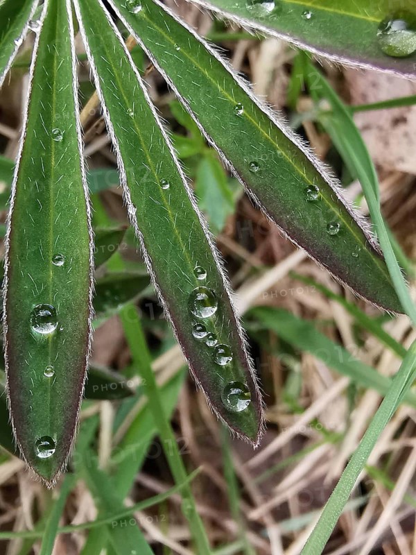 Macro photograph of green leaves with dew drops in the grass, lupine (Lupinus), Thuringian Forest, Germany