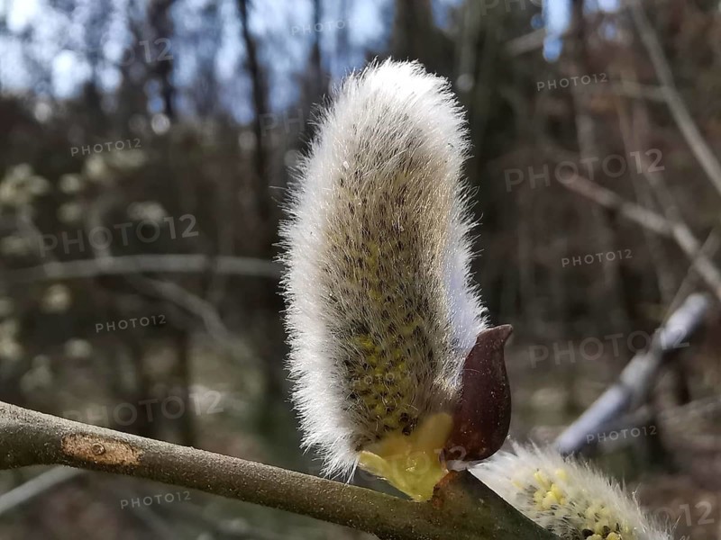 Soft willow catkin (salix caprea) on a branch in front of a forest background, Thuringian Forest, Germany