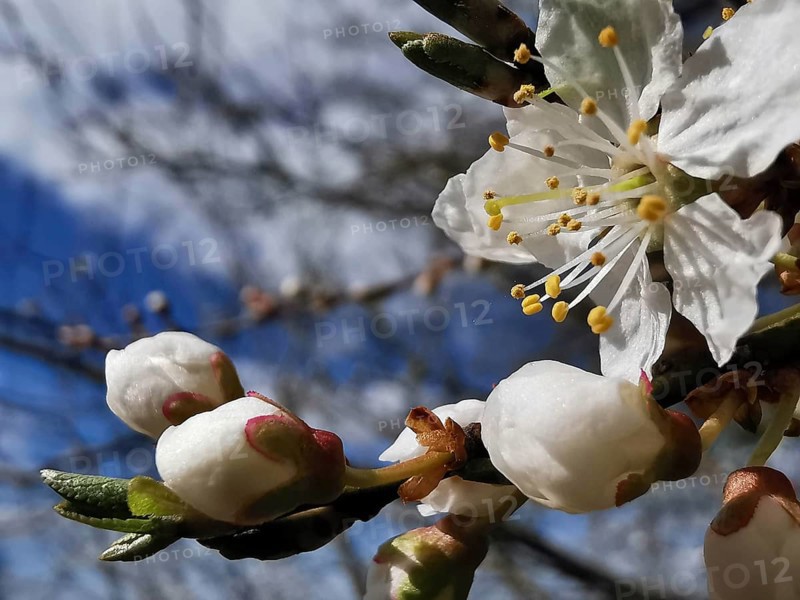 White flower buds and fully blossomed flowers in front of a blue sky, close-up, cherry blossom (prunus serrulata), Thuringian Forest, Germany