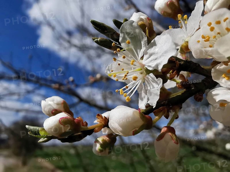 Blossoming branch with white flowers and buds, contrasted with a clear sky, cherry blossom (prunus serrulata), Thuringian Forest, Germany