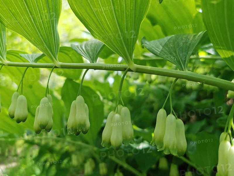White flowers hanging under green leaves, a sign of spring, fragrant whitethorn (Polygonatum odoratum), Thuringian Forest, Germany