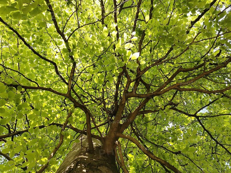 Looking up through the fresh green leaves of a tree into the crown, Thuringian Forest, Germany