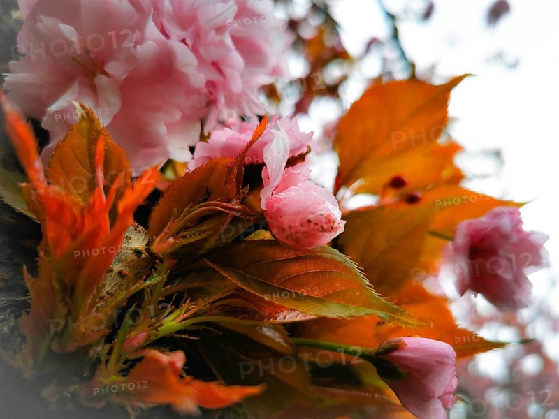 Vivid pink flowers and orange-coloured leaves in a close-up, Japanese cherry blossom (prunus serrulata), Berlin, Germany