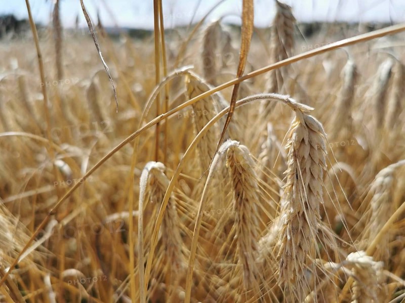Golden yellow ears of wheat (Triticum) in a dry field, quiet rustling of the ears in the wind, Franconian Forest nature park Park, Germany