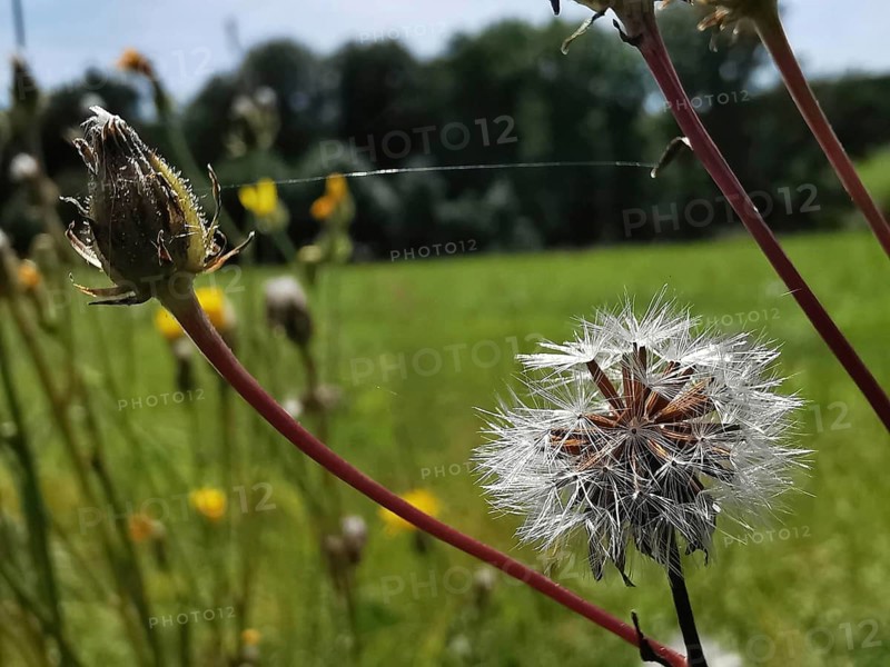 Dandelion (taraxacum officinale) in a field, white seeds spreading. Relaxed nature picture, Franconian Forest nature park Park, Germany