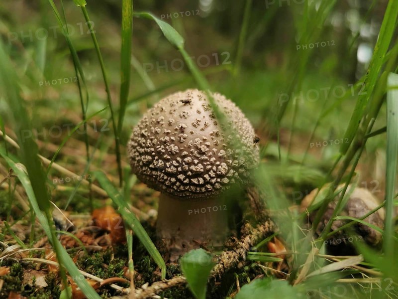 Close-up of a mushroom, panther mushroom (amanita pantherina) in the forest, surrounded by grass and moss, Thuringian Forest, Germany