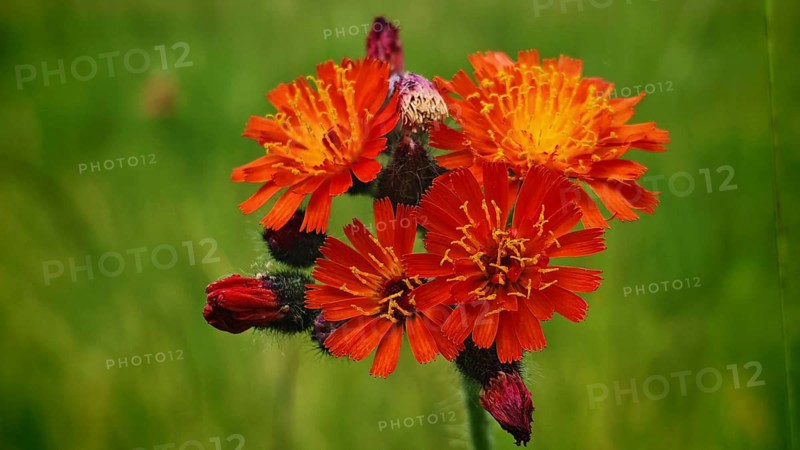 Group of bright orange-coloured flowers against a green background, orange hawkweed (hieracium aurantiacum), Franconian Forest