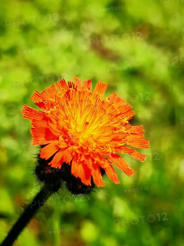 Bright orange flower with frayed petals in a green background, orange hawkweed (hieracium aurantiacum), Franconian Forest