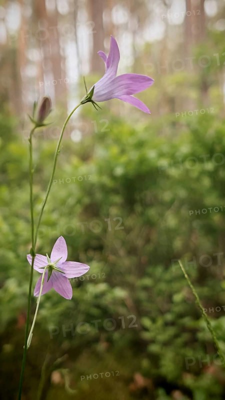 Two delicate purple flowers rise gracefully in a green, tree-rich forest, meadow bellflower (Campanula patula), Franconian Forest