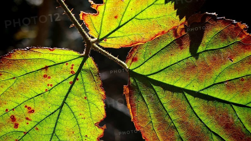Sunlight shines through the semi-transparent, partly discolored leaves of a bush, Franconian Forest