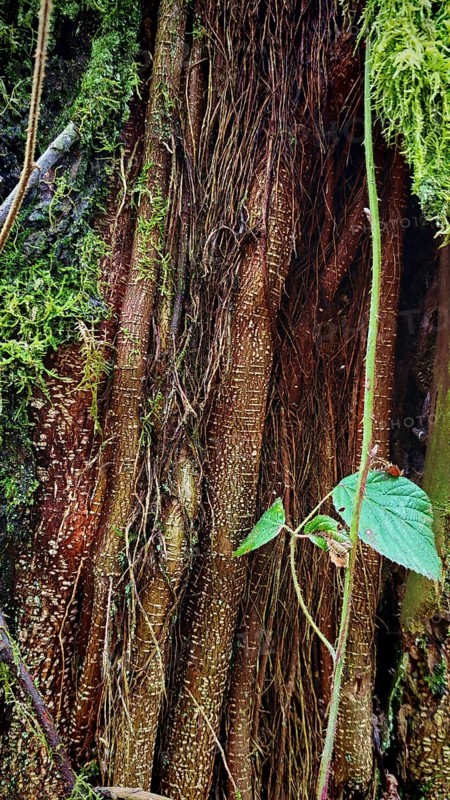 Close-up of intertwined tree roots covered by green moss, Franconian Forest, Germany