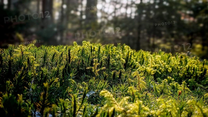 Green clusters of plants on the forest floor shine in soft spring light, Franconian Forest nature park Park