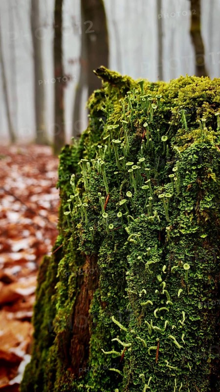 An old tree stump with dense green moss in a misty, autumnal forest, trumpet lichen (cladonia fimbriata), Rennsteig, Franconian Forest nature park Park